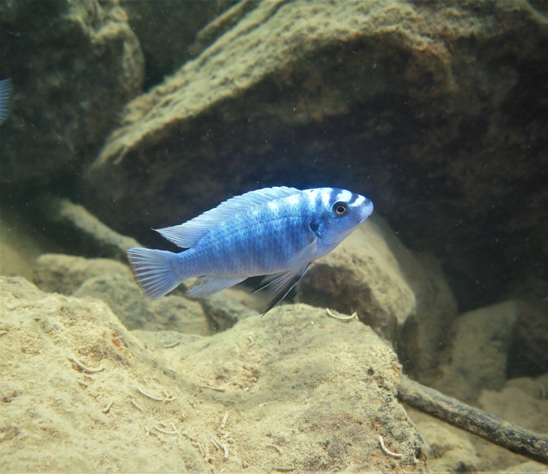 Labeotropheus trewavasae 'Nakantenga Island'